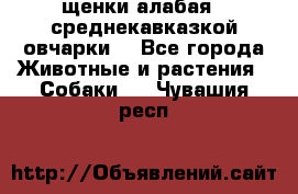 щенки алабая ( среднекавказкой овчарки) - Все города Животные и растения » Собаки   . Чувашия респ.